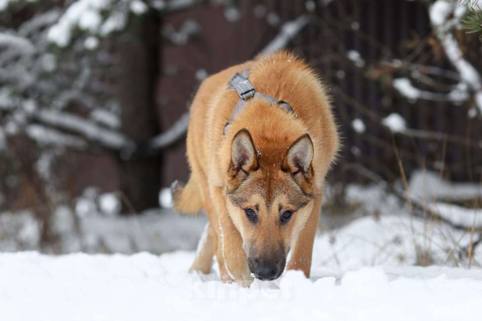 Собаки в Москве: Рыженькая Лея ищет семью Девочка, Бесплатно - фото 1