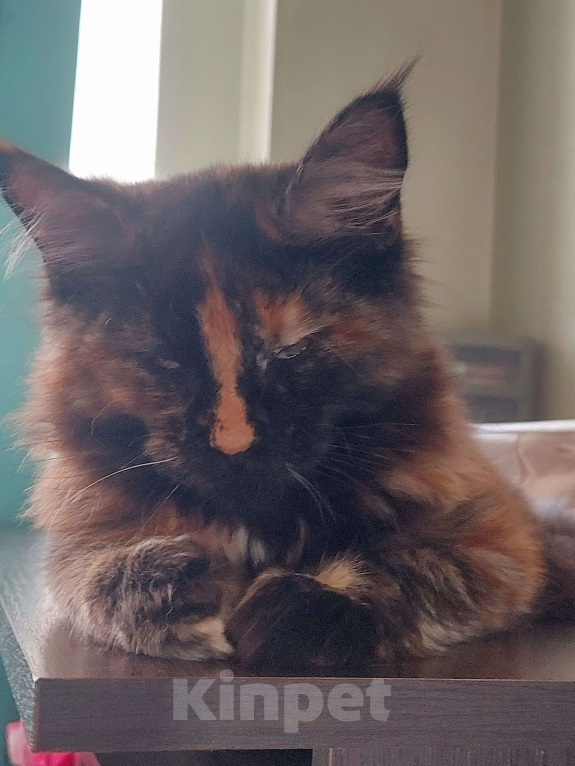 Кошки в Санкт-Петербурге: Мейн-кун кошечка Девочка, Бесплатно - фото 2