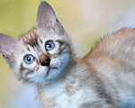 Кошки в Нижнем Новгороде: Бенгальский кот линкс Мальчик, 25 000 руб. - фото 3