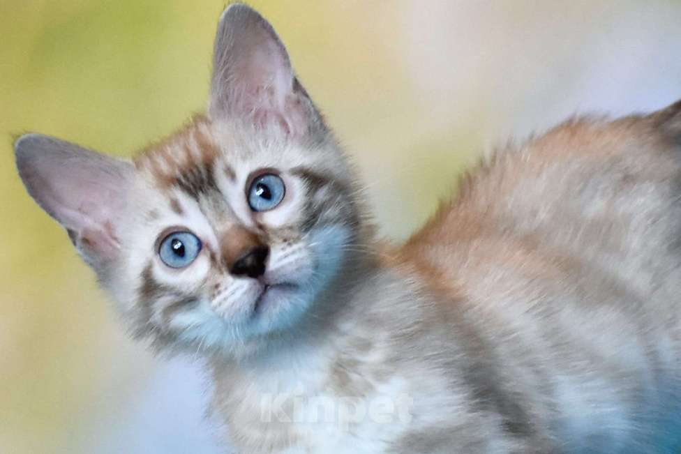 Кошки в Нижнем Новгороде: Бенгальский кот линкс Мальчик, 25 000 руб. - фото 3