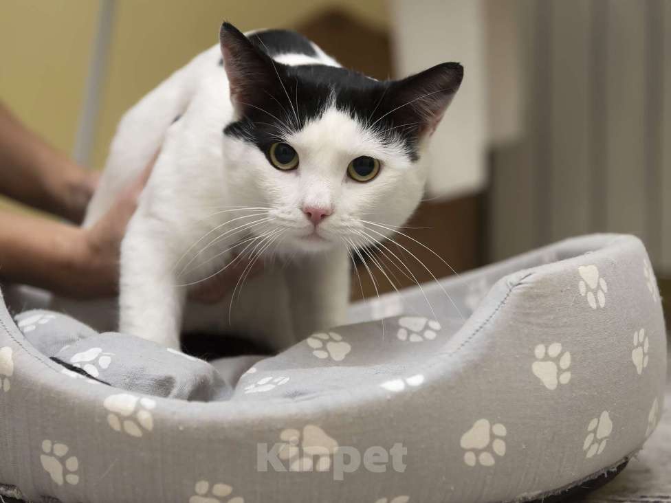 Кошки в Москве: Кот в добрые руки  Мальчик, Бесплатно - фото 4