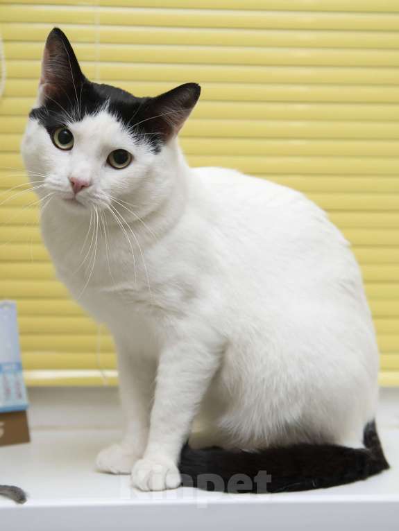 Кошки в Москве: Кот в добрые руки  Мальчик, Бесплатно - фото 3