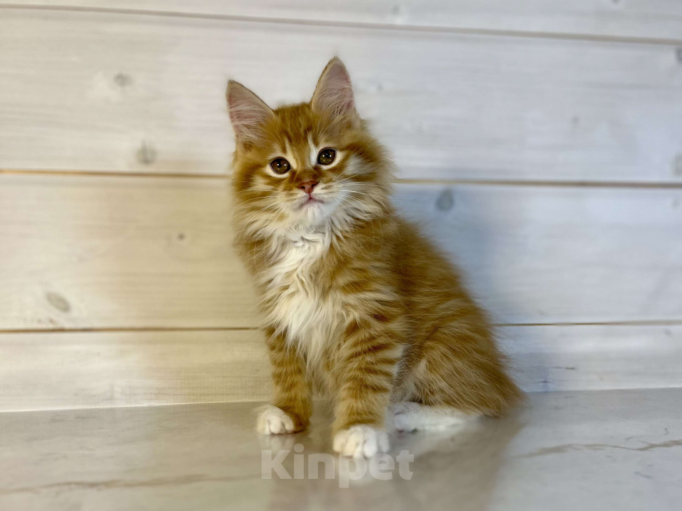 Кошки в других городах Московской области: Present of Rufus Vallis Мальчик, 50 000 руб. - фото 1