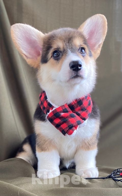 Собаки в Сергиеве Посаде: Красотка триколор вельш корги Девочка, 50 000 руб. - фото 2