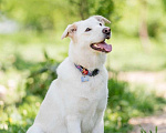 Собаки в Подольске: Собака Рикотта в добрые руки Девочка, Бесплатно - фото 4