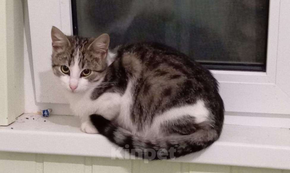 Кошки в Санкт-Петербурге: Маленькая принцесса ищет дом !  Девочка, Бесплатно - фото 2