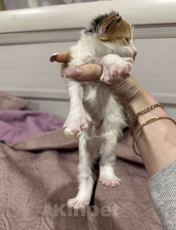 Кошки в Екатеринбурге: мейн-кун полидакт Девочка, 40 000 руб. - фото 3