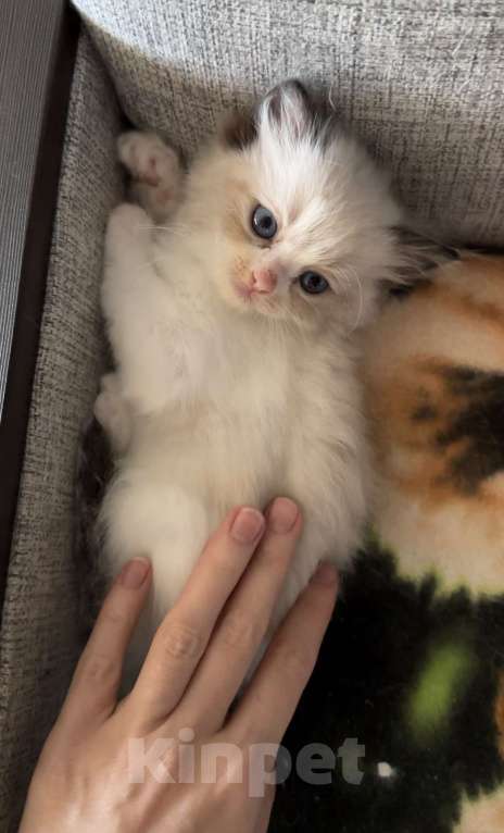 Кошки в Краснодаре: Регдолл сил биколор Девочка, 20 000 руб. - фото 1