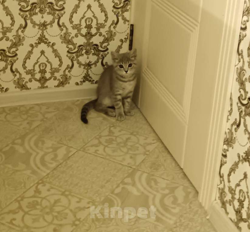 Кошки в Серпухове: Шотланская прямоухая Девочка, Бесплатно - фото 3