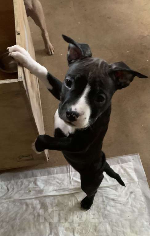 Собаки в Новосибирске: Кузнечик Девочка, 20 000 руб. - фото 4