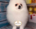 Собаки в Москве: Белый померанский шпиц девочка  Девочка, 100 000 руб. - фото 10