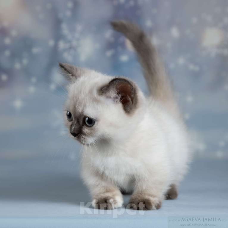 Кошки в Москве: Менуэт Девочка, Бесплатно - фото 5