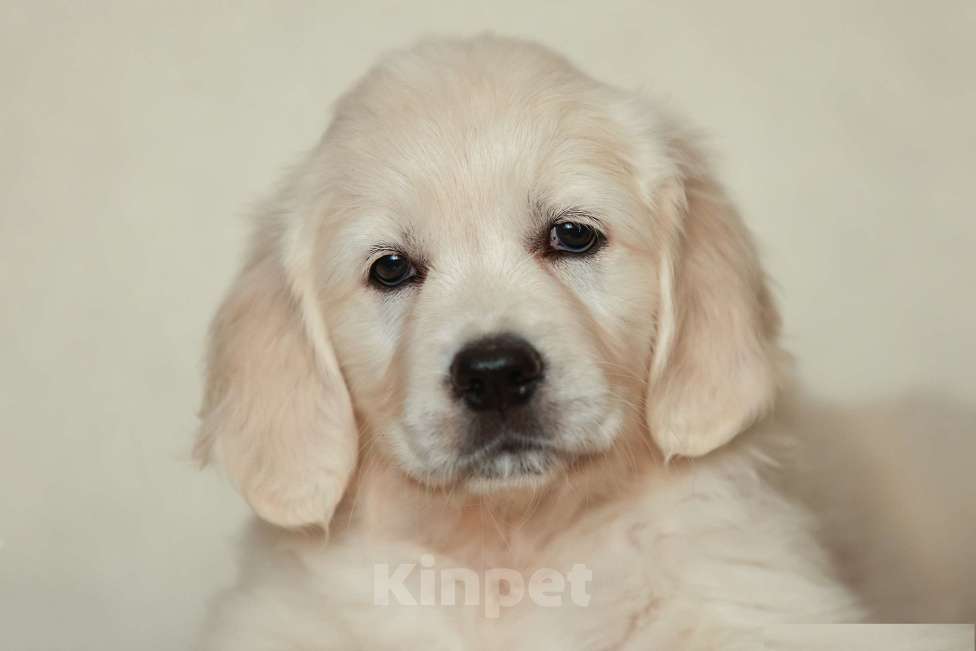 Собаки в Воронеже: Щенки золотистого ретривера Мальчик, 60 000 руб. - фото 5