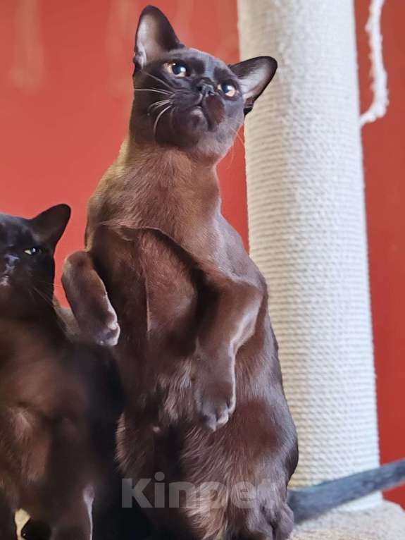 Кошки в Магнитогорске: Молодой кот европейской бурмы Мальчик, 60 000 руб. - фото 1