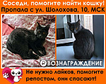 Кошки в Москве: Новопеределкино пропала кошка Девочка, 15 000 руб. - фото 1