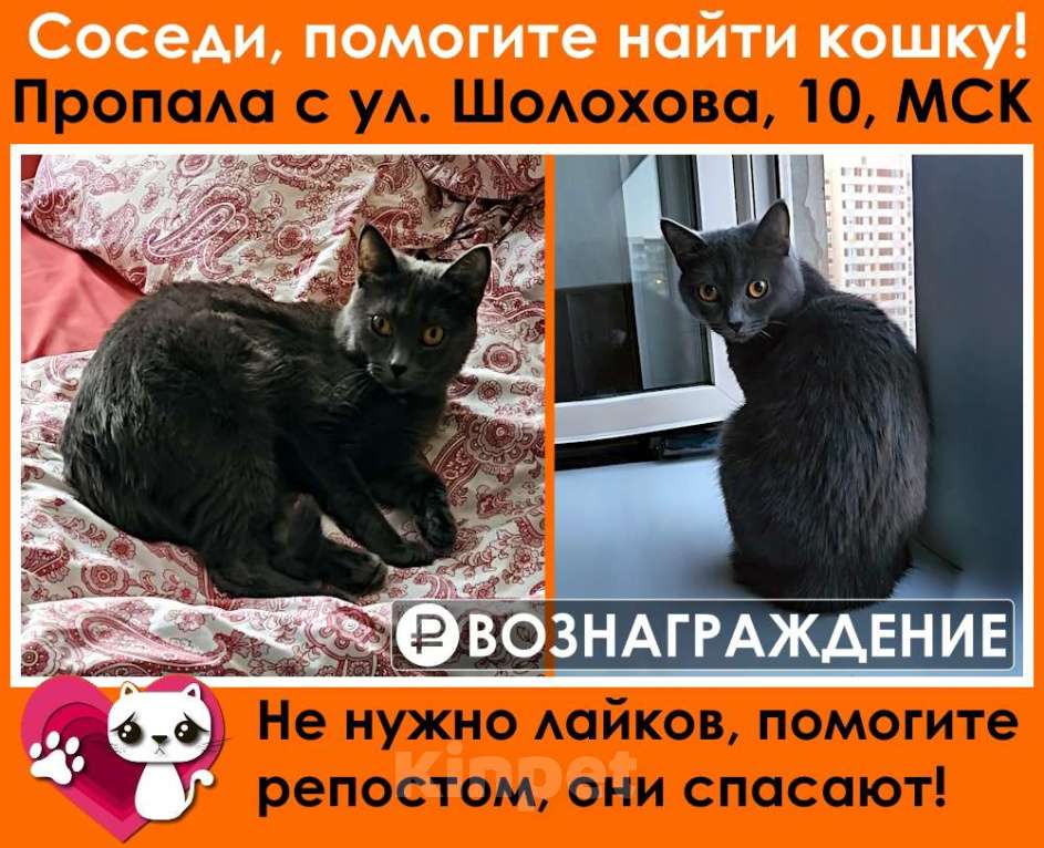 Кошки в Москве: Новопеределкино пропала кошка Девочка, 15 000 руб. - фото 1