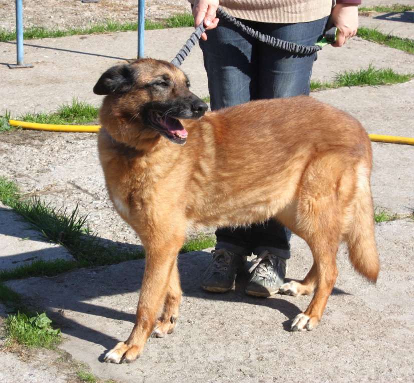 Собаки в Москве: Джульетта - собака компаньон, собака верность очень ждет свою родную семью! Девочка, Бесплатно - фото 4