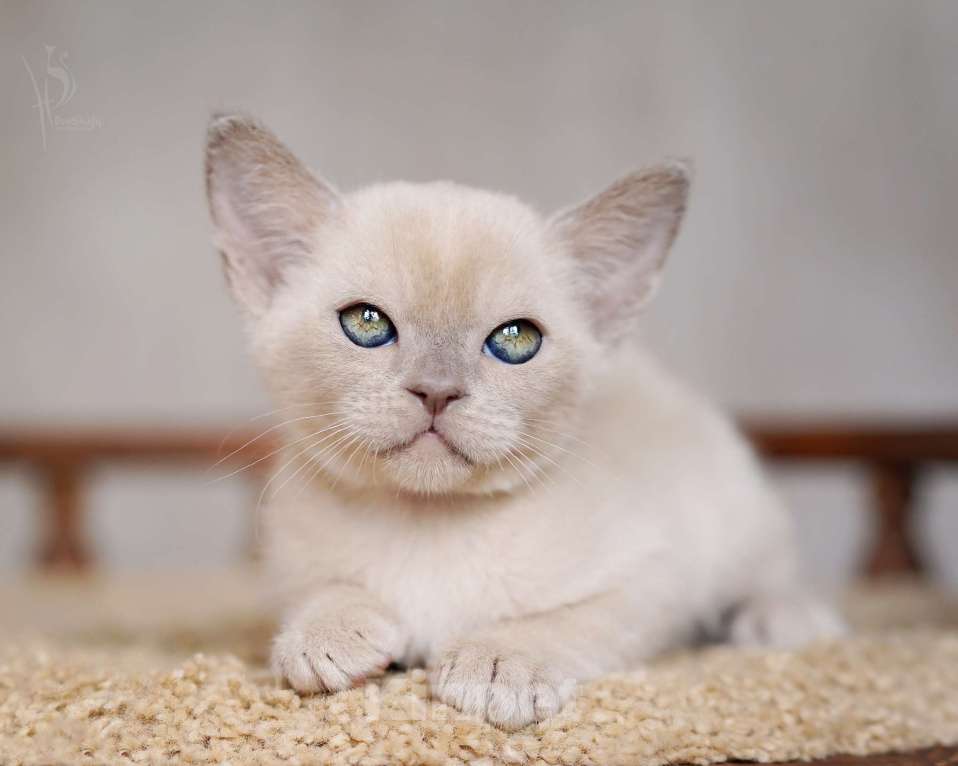 Кошки в Москве: Европейская Бурма лиловый Мальчик Мальчик, 85 000 руб. - фото 6