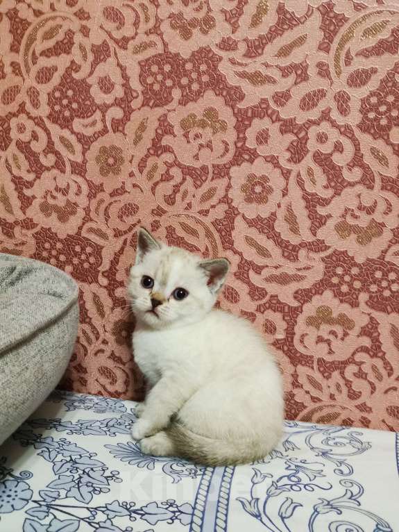 Кошки в Москве: Шотландская порода.  Ласковые игривые плюшевые котята мальчики и девочки Девочка, 10 000 руб. - фото 2