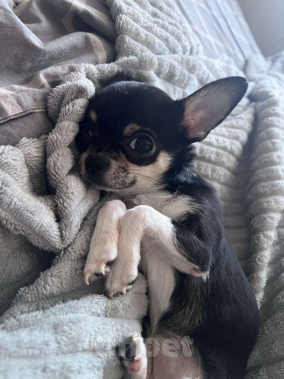 Собаки в Мурином: Крошка-чихуахуа ищет свою семью  Девочка, 20 000 руб. - фото 7