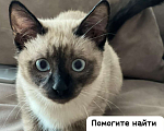 Кошки в Ростове-на-Дону: Потерялся Тайский кот Мальчик, Бесплатно - фото 4