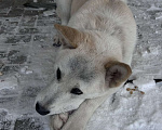 Собаки в других городах Ленинградской области: Активный, дружелюбный, ласковый пес ищет хозяина! Мальчик, Бесплатно - фото 4