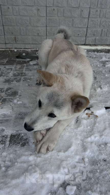 Собаки в других городах Ленинградской области: Активный, дружелюбный, ласковый пес ищет хозяина! Мальчик, Бесплатно - фото 4