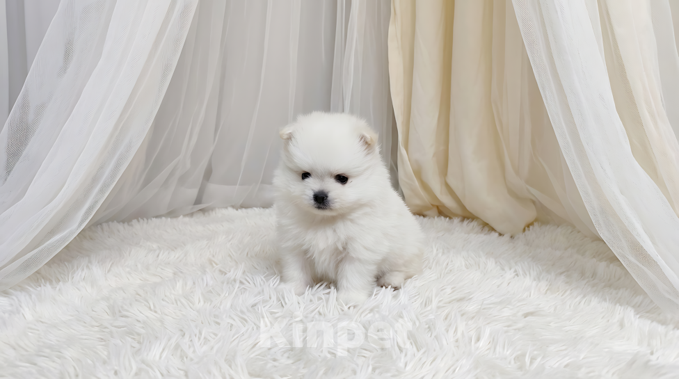 Собаки в Тюмени: Девочка шпиц Девочка, 25 000 руб. - фото 2