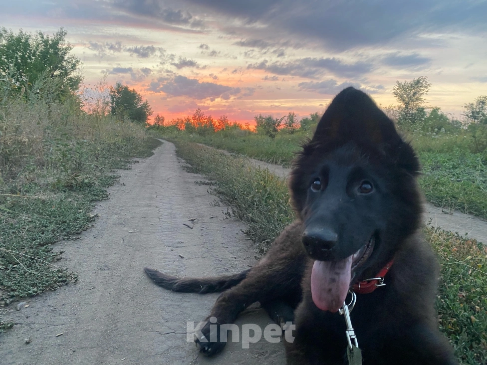Собаки в других городах Воронежской области: Щенок немецкой овчарки чёрный Мальчик, 15 000 руб. - фото 2