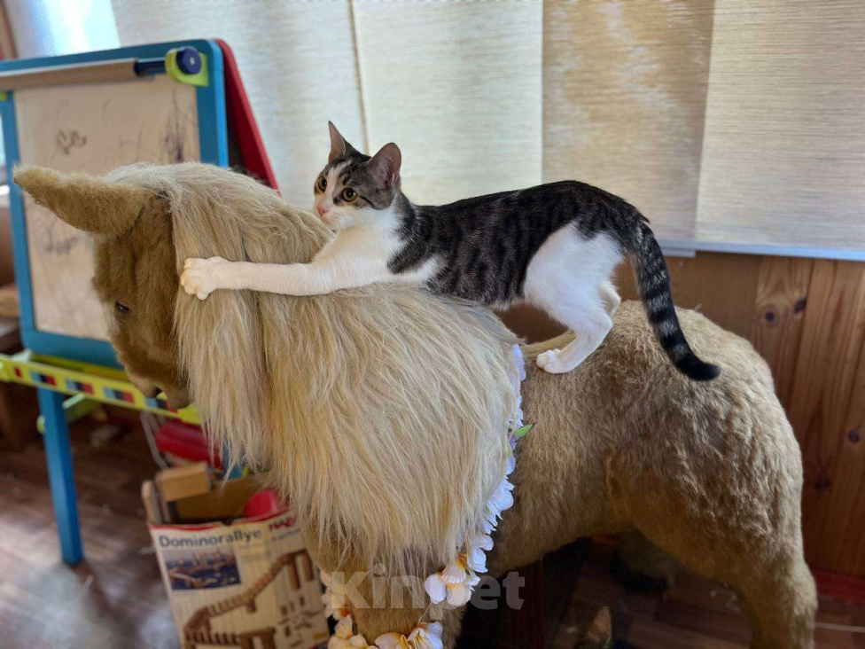 Кошки в Москве: Веселая Нюша ищет дом Девочка, Бесплатно - фото 5