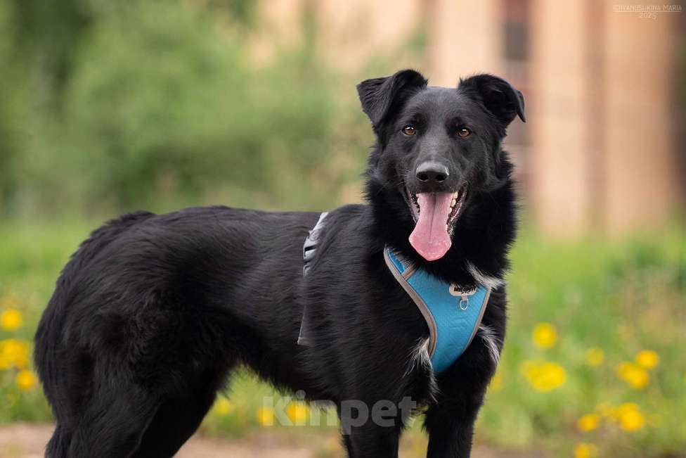 Собаки в Москве: Оникс - отгоняет от себя весь негатив Мальчик, Бесплатно - фото 4