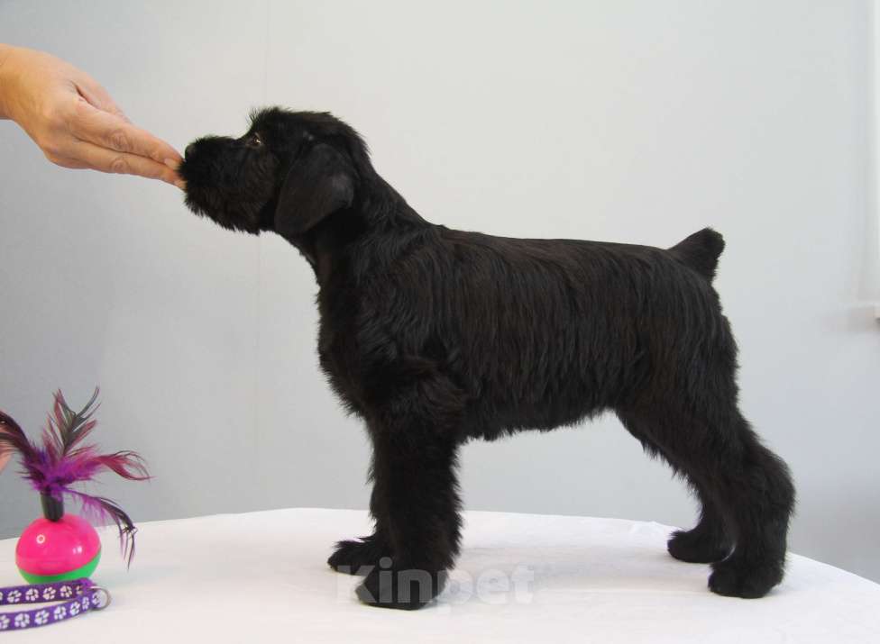 Собаки в Бердске: Щенки ризеншнауцера -Девочки Девочка, 65 000 руб. - фото 1