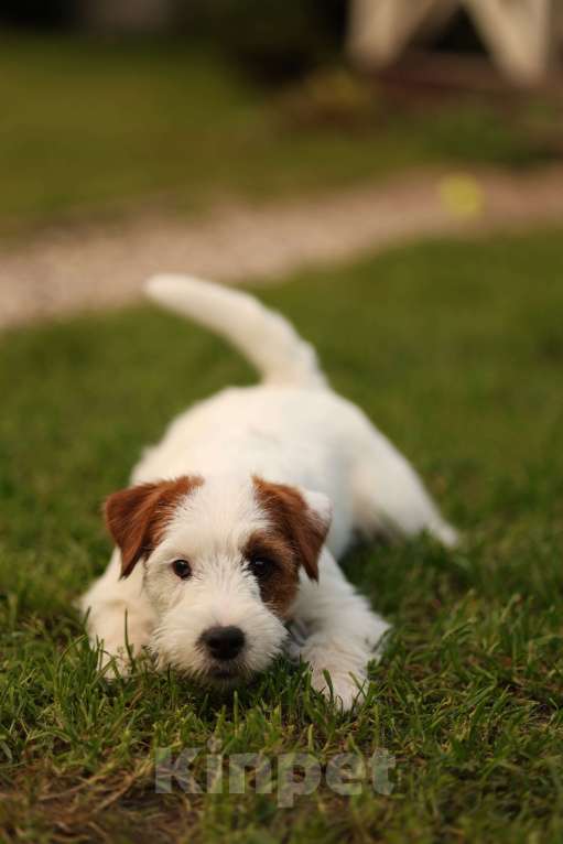 Собаки в Москве: Девочка джек рассел терьер Девочка, 30 000 руб. - фото 4