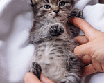 Кошки в Видном: Котенок мальчик ищет дом Мальчик, Бесплатно - фото 2