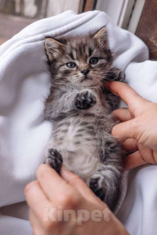 Кошки в Видном: Котенок мальчик ищет дом Мальчик, Бесплатно - фото 2
