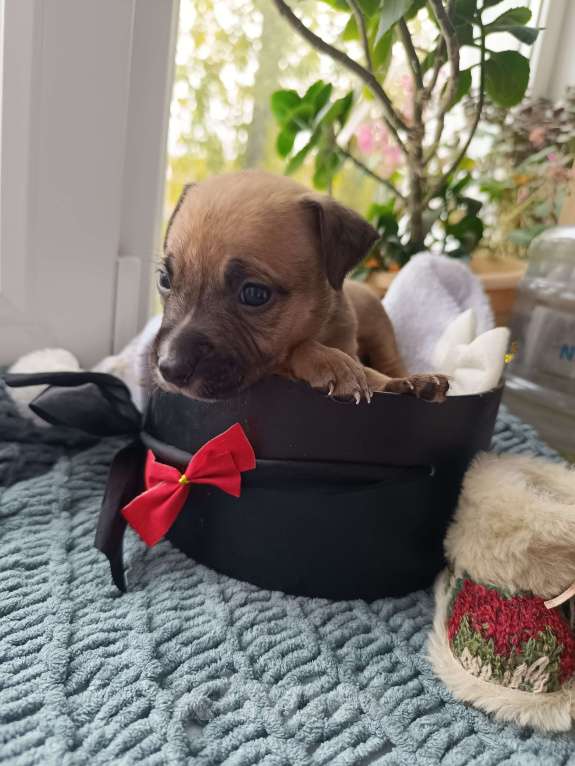 Собаки в Воронеже: Готова к брони девочка  Девочка, 10 000 руб. - фото 1