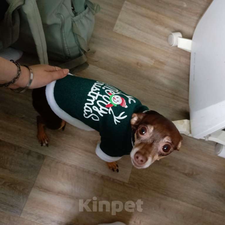 Собаки в Челябинске: Отдам в добрые руки тойчика Девочка, 300 руб. - фото 3