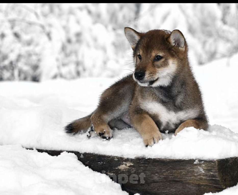 Собаки в Москве: Сиба ину питомник FUDZISAN Мальчик, 120 000 руб. - фото 7