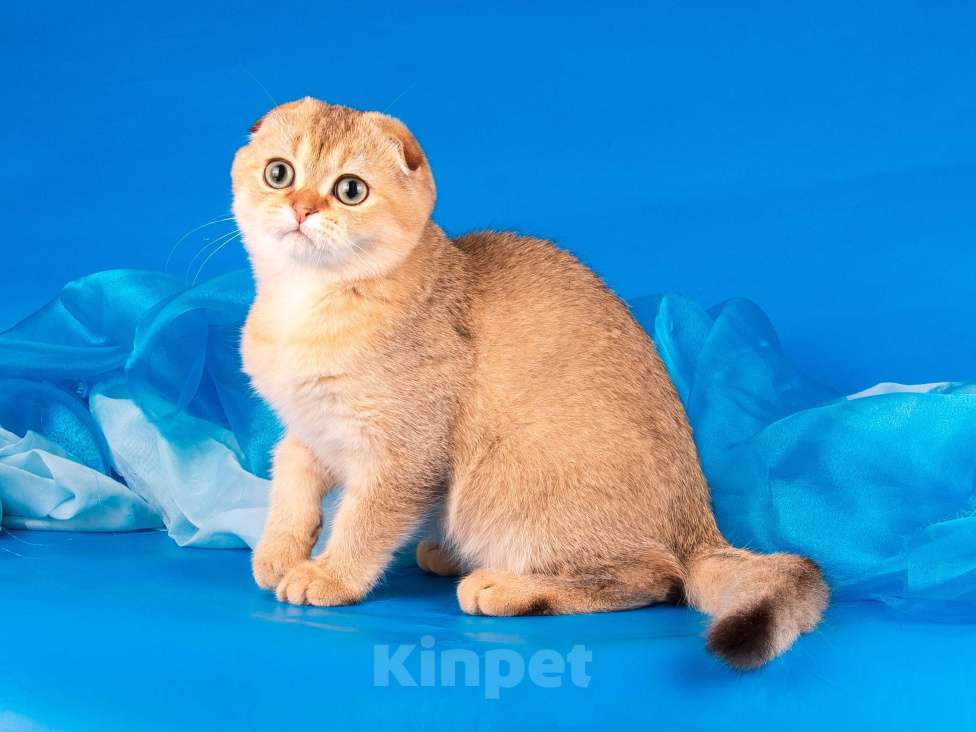Кошки в Санкт-Петербурге: Золотой мальчик скоттиш фолд Мальчик, Бесплатно - фото 8