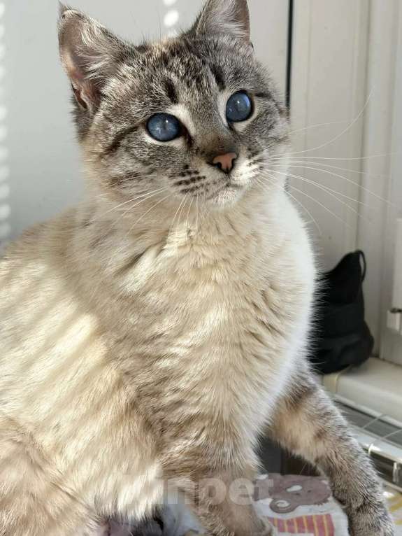 Кошки в Москве: Синеглазка ищет дом Девочка, Бесплатно - фото 1