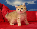Кошки в Клине: Яркая золотая кошечка Девочка, 15 000 руб. - фото 2