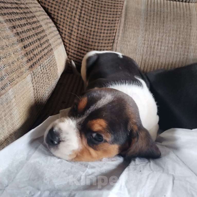 Собаки в Казани: Щенки бигля Мальчик, 28 000 руб. - фото 5