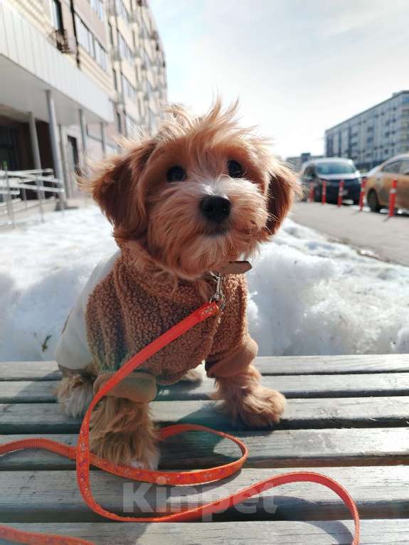 Собаки в других городах Московской области: Мальтипу Буба Мальчик, 180 000 руб. - фото 1