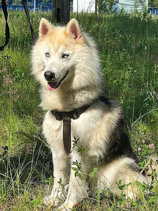 Собаки в Москве: Ищем дом для метиса хаски по имени Альфа Девочка, 10 руб. - фото 3