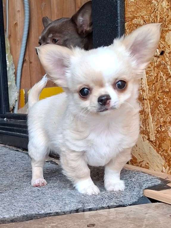 Собаки в других городах Калужской области: Кремовая девочка Девочка, 70 000 руб. - фото 5