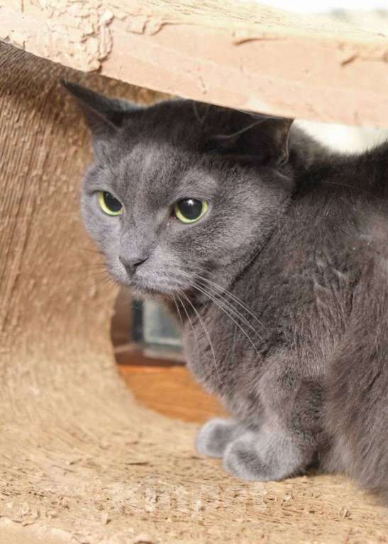 Кошки в Москве: Альбину никто не замечает  Девочка, Бесплатно - фото 2