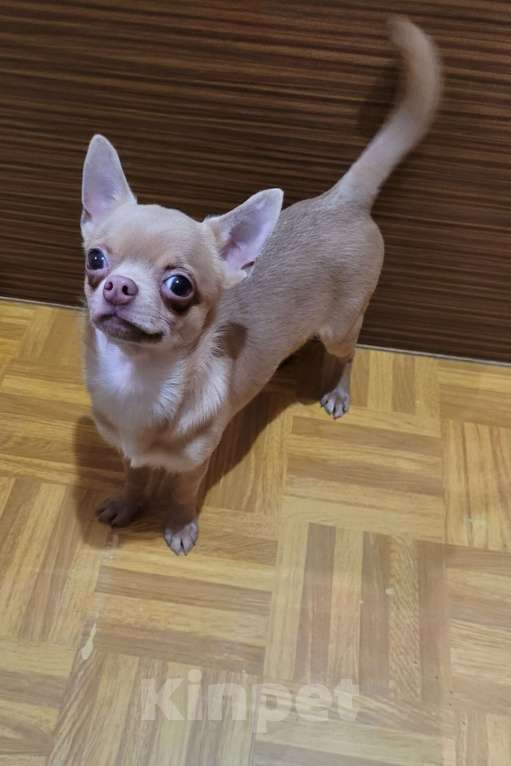 Собаки в Москве: Лиловая девочка Девочка, Бесплатно - фото 2