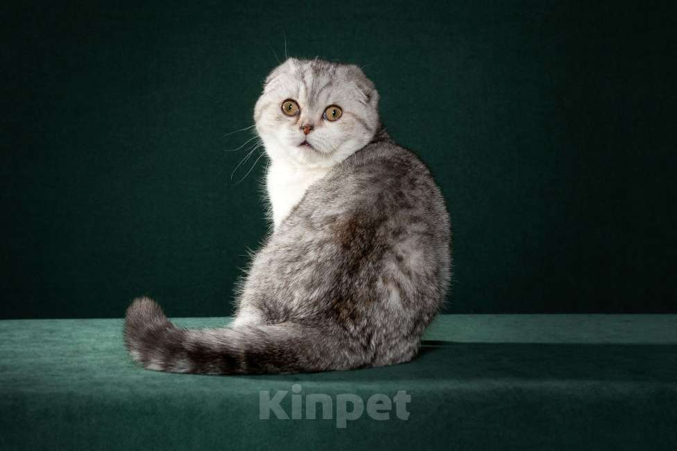 Кошки в Екатеринбурге: Шотландские котята от отца Чемпиона Мира Девочка, 50 000 руб. - фото 1