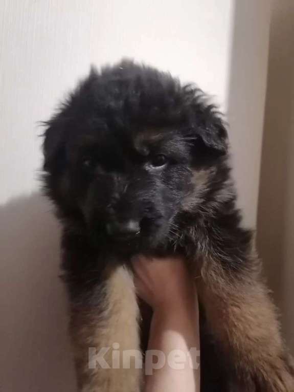 Собаки в Люберцах: Щенки немецкой овчарки Разнополые, 20 000 руб. - фото 1