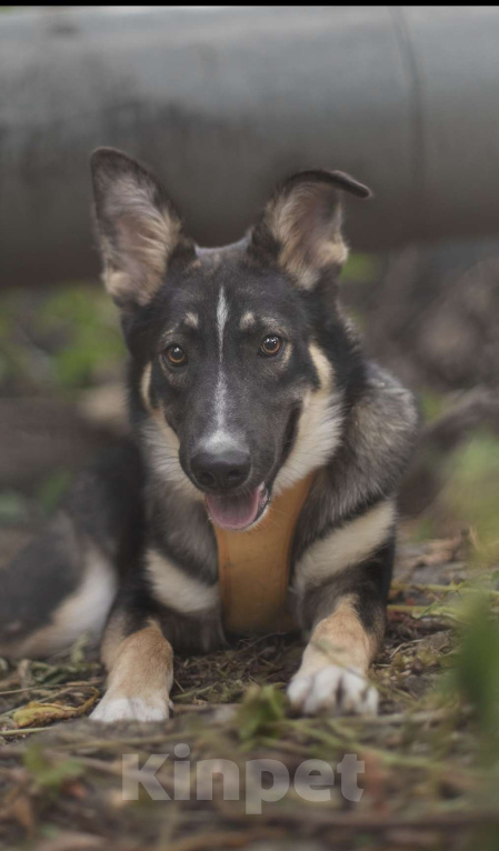 Собаки в Москве: Трюфель, застенчивый парень Мальчик, Бесплатно - фото 1